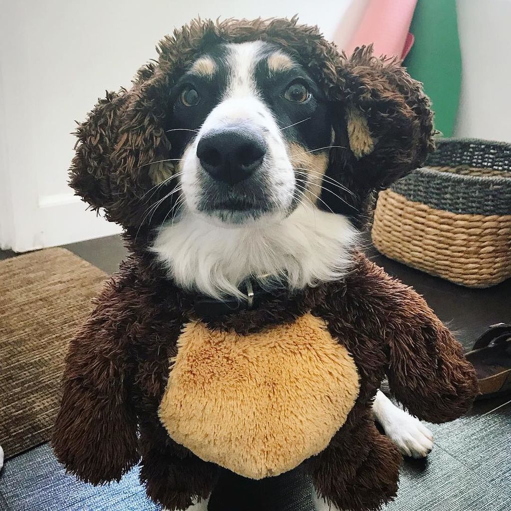 DonalSkehan's tweet photo. I’m just gonna leave this here... 😂🐶🎃👻🐻 Max less than impressed about his Halloween costume! 😂 https://t.co/HYWFc5Pwgl https://t.co/GXK7zlTOHC