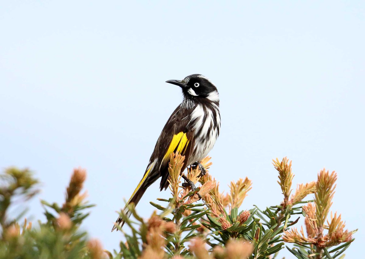 BirdlifeOz's tweet photo. #Adelaide join @Twitchathon for an #AussieBirdCount walk. TODAY 12-1pm, at the Adelaide @BotGardensSA https://t.co/6UZ5L8jRSo https://t.co/B40cfCF8AS