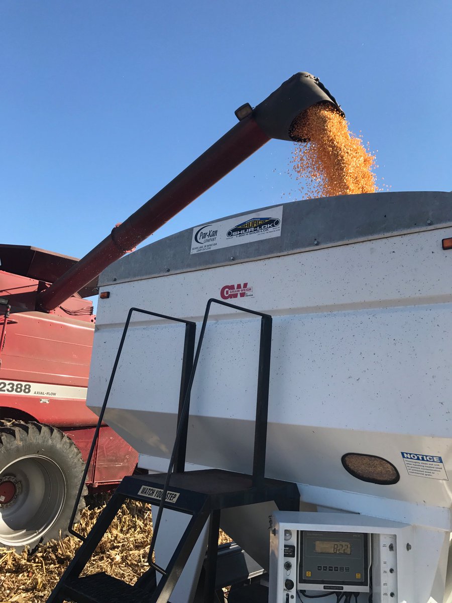 DKC60-87 Making this Frito grower happy - 293.5 bu/A