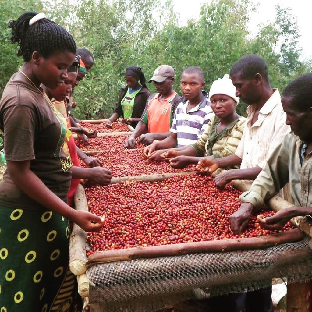 cupofexcellence's tweet photo. Did you miss out on the Burundi CoE auction? Don't worry we still have quality coffees in our National Winners auc… https://t.co/bPKbnnirwX https://t.co/5lDmtOM8zl