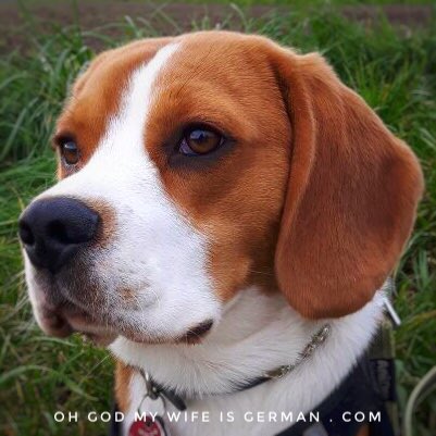 yetithebeagle's tweet image. &quot;Now, look right at the camera!&quot; said the photographer at the dog show.

&quot;Lick my balls,&quot; I said, turning my head away.

#BeaglesGotNoEquals