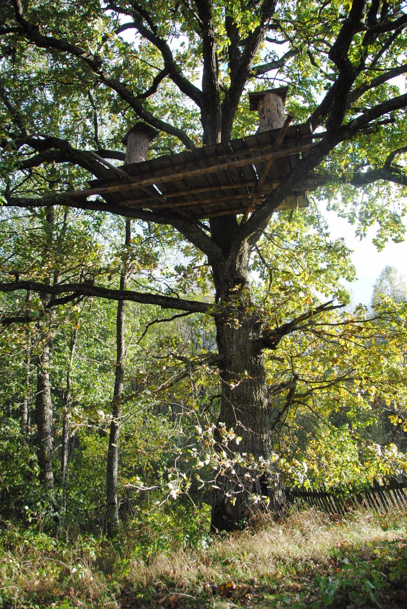 bartnictvo's tweet image. #treebeekeeping platfoirm at #Naliboki Forest, #Belarus by @bartnictvo