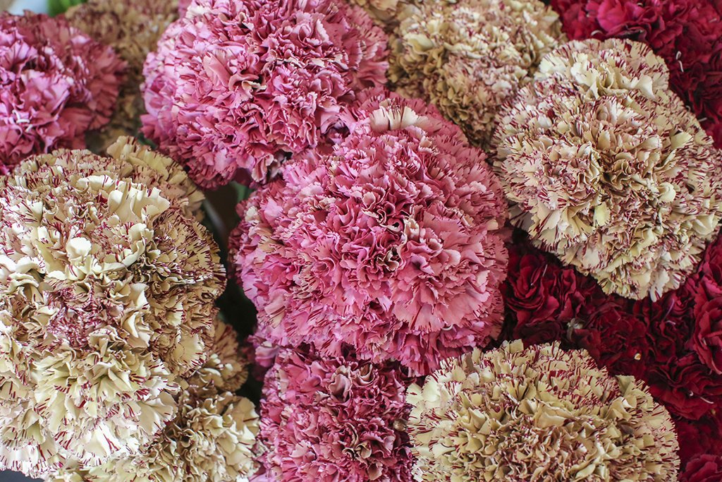 Over on the blog, we take a look at 5 flowers that are experiencing somewhat of a comeback. #Carnation, anyone? bit.ly/2xu4IyZ