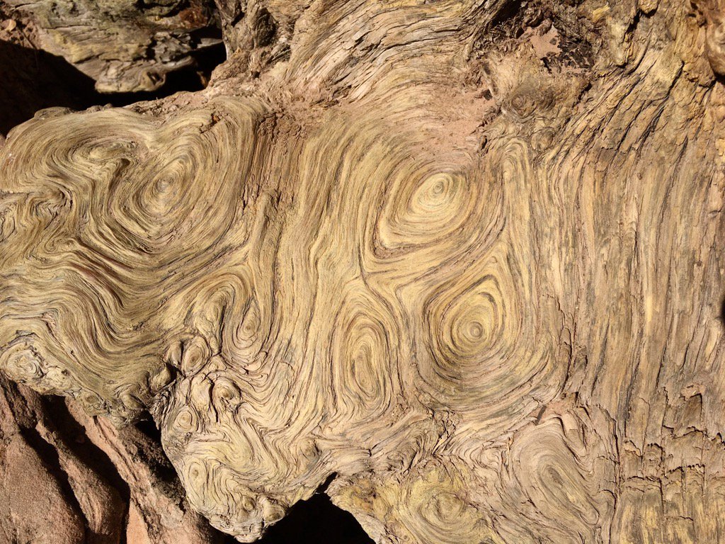 kareConnection's tweet image. Art is everywhere. Found these swirls on a trunk on my hike, reminds me of Van Gogh. #design #exploretosee #adventure