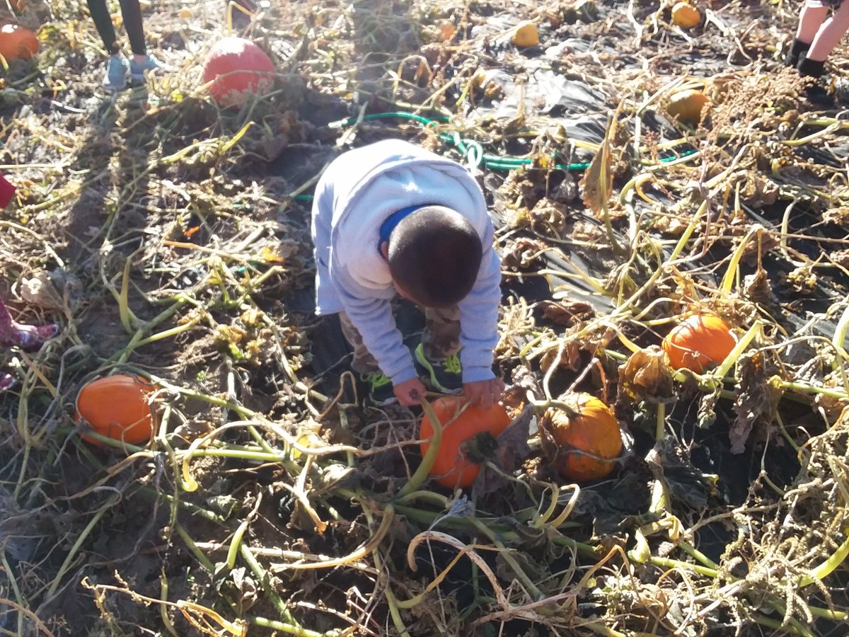 HCPublicSchools's tweet photo. Our K-6th grade students got to pick pumpkins today! A big thank you to Jaycee and Michelle! #elementaryadventures #fallfun https://t.co/8gusTNFbwp