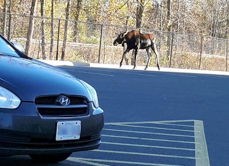 HAPPENING NOW: Moose strolling inside city bit.ly/2glYKpm @CCPSmedia @ONresources https://t.co/fSXOdIBmxG