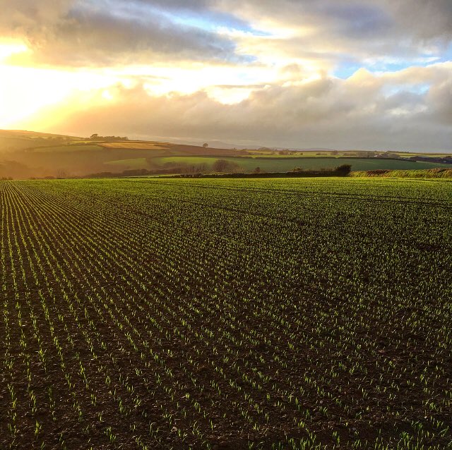 California winter barley drilled with a Pottinger Aerosem Duplex drill 👌<a href="/PottingerUK/">Pottinger UK</a> <a href="/SmallridgeBros/">Smallridge Bros</a> #Autumn