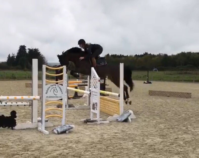rsteljes's tweet photo. I had so much fun jumping 'Elrinda' today. 1st time away from home &amp; she was awesome! She's a really special mare 💙 https://t.co/q33qD7KQsZ