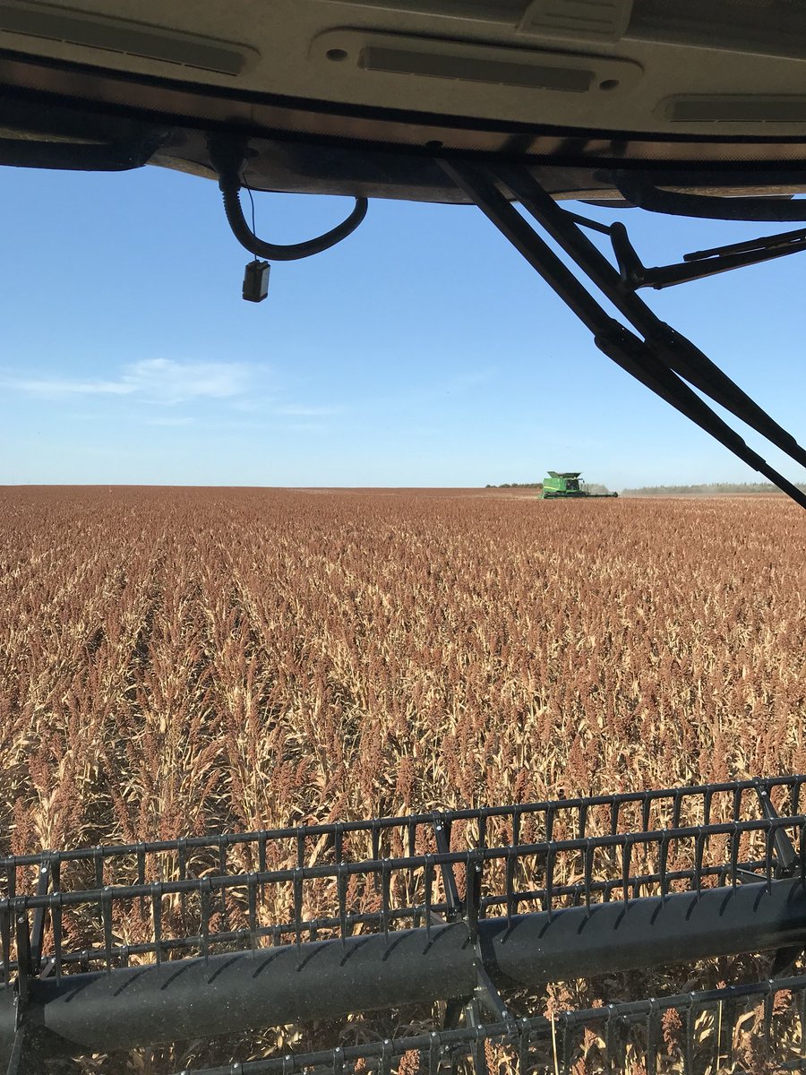 RainMakesGrains's tweet photo. Got into the @PioneerSDakota Ultra Aquamax Corn today. Even getting a premium to regular corn. #supermilo https://t.co/NdN5SMIkJ9