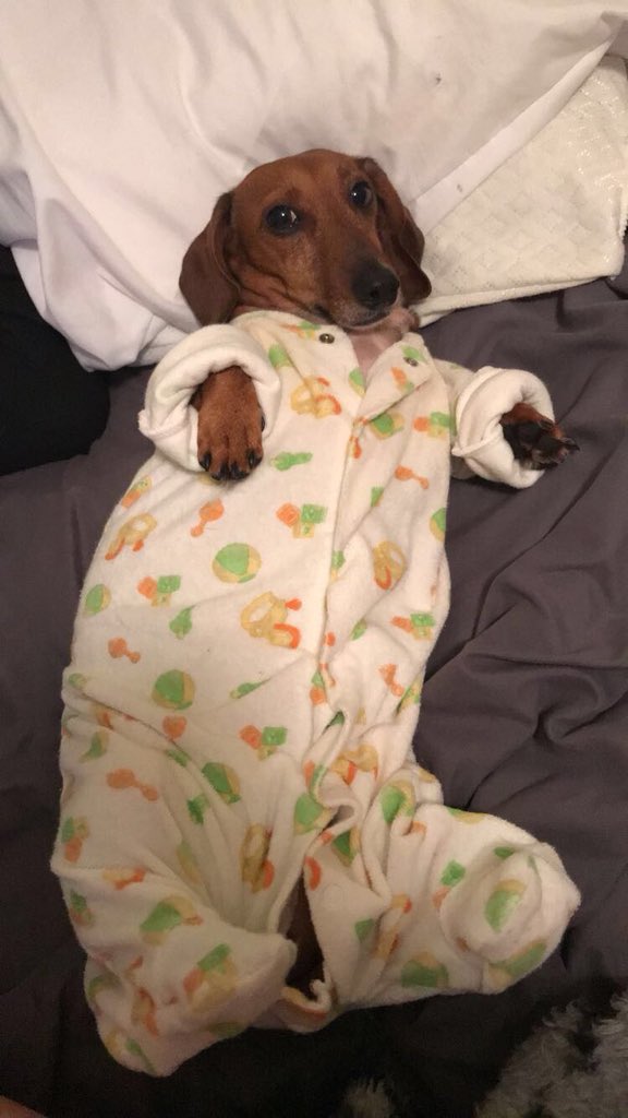 dachshund baby grow