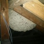 Photo by CSS Pest Services (@CSSPest)