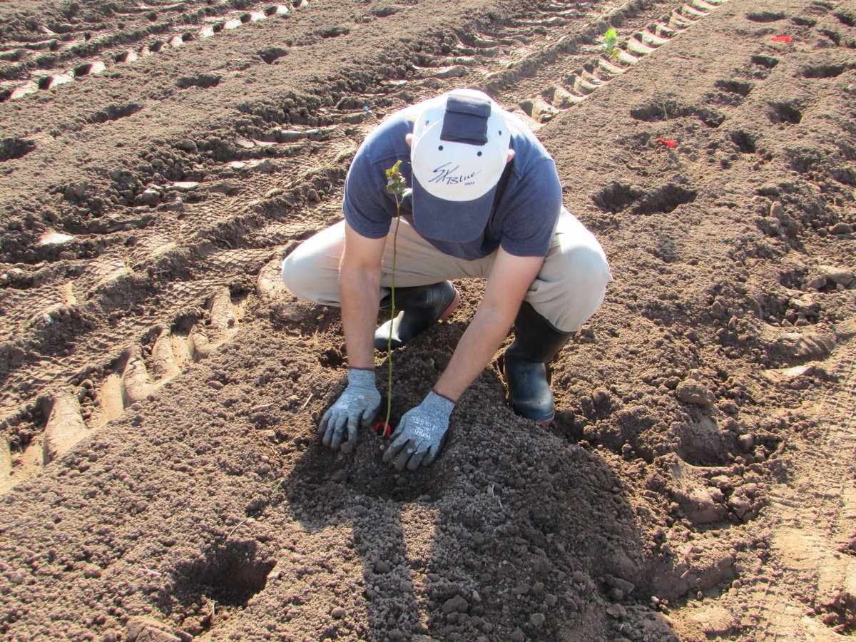 vinelandrsrch's tweet photo. Conducting longitudinal #root analysis trial using the RootSmartᵀᴹ tray @amaplas #Vineland #research #innovation https://t.co/luZ8aAzpo2