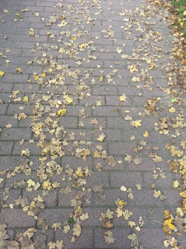 ✧ Die Natur läßt ihre Blätter fallen! ♡ ツ✌✧ #DieWeltsehen #Herbst #Blätterzauber #super #phantasievoll