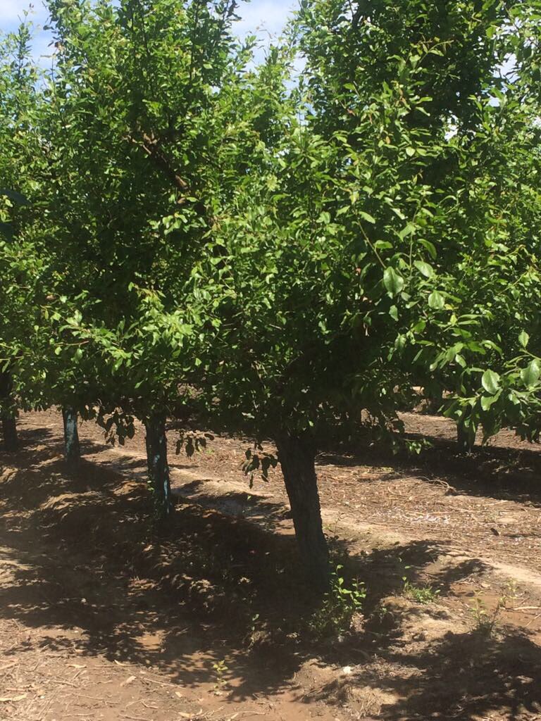 InveranCorp's tweet photo. Trabajando en Ciruelos junto a Bunster #bioprotec #biotech #agricultura https://t.co/Eqia0t3PLj