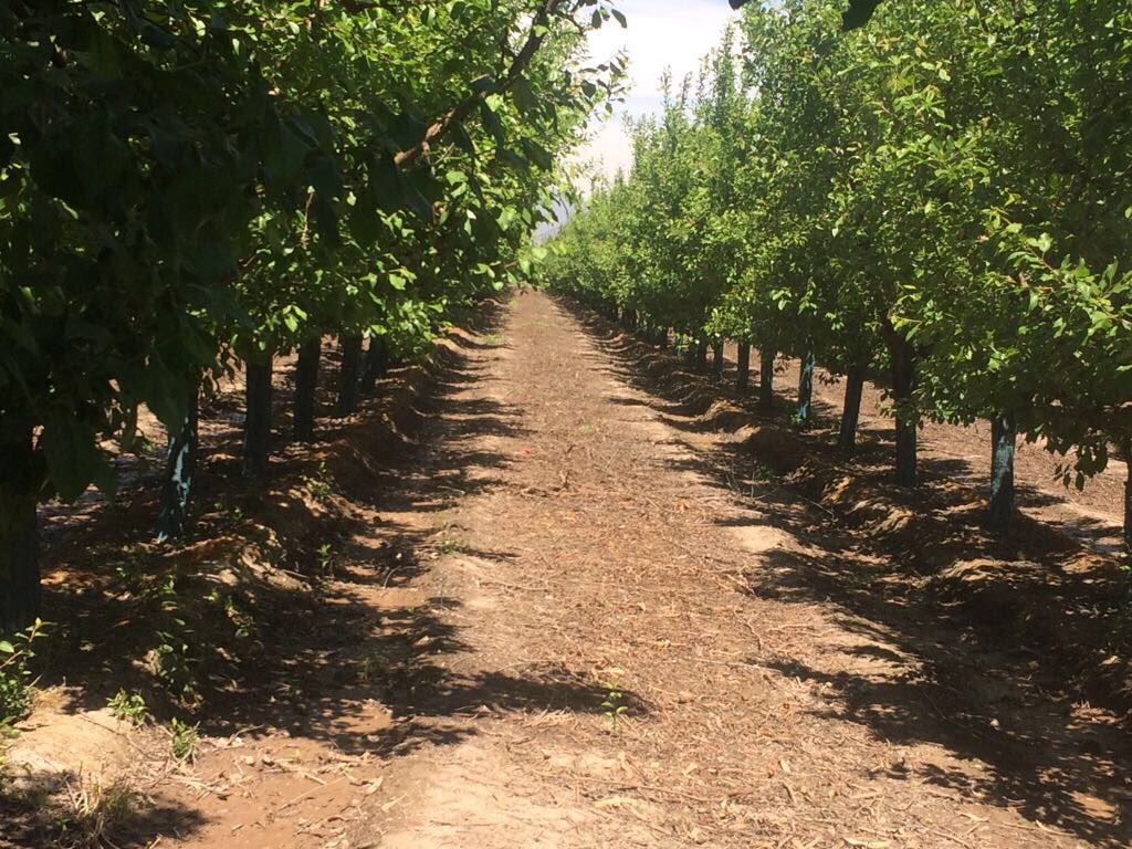 InveranCorp's tweet photo. Trabajando en Ciruelos junto a Bunster #bioprotec #biotech #agricultura https://t.co/Eqia0t3PLj