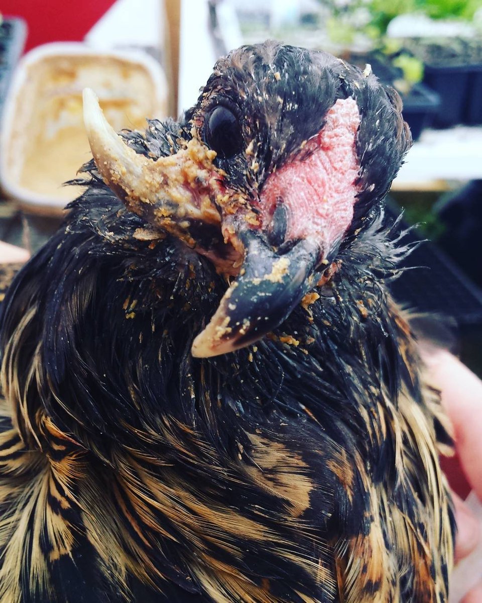 PoultryDVM's tweet photo. Read about Spike's case of Sour Crop! https://t.co/WidpJYiBdS #backyardchickens #vetmed https://t.co/iue0Bnemu9