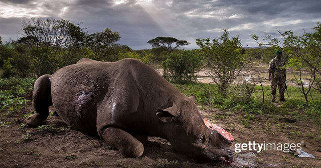 James__Arnold's tweet photo. 'Memorial to a Species' Brent Stirton wins Wildlife Photographer of the Year 2017 📷: @BrentStirton via @BBCNews https://t.co/MAOVz7tN5D https://t.co/DsB8dd87tw