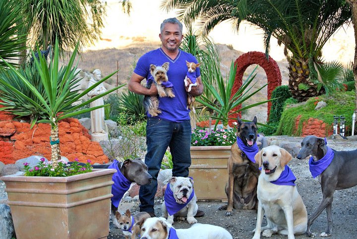 cesarmillan tweet picture