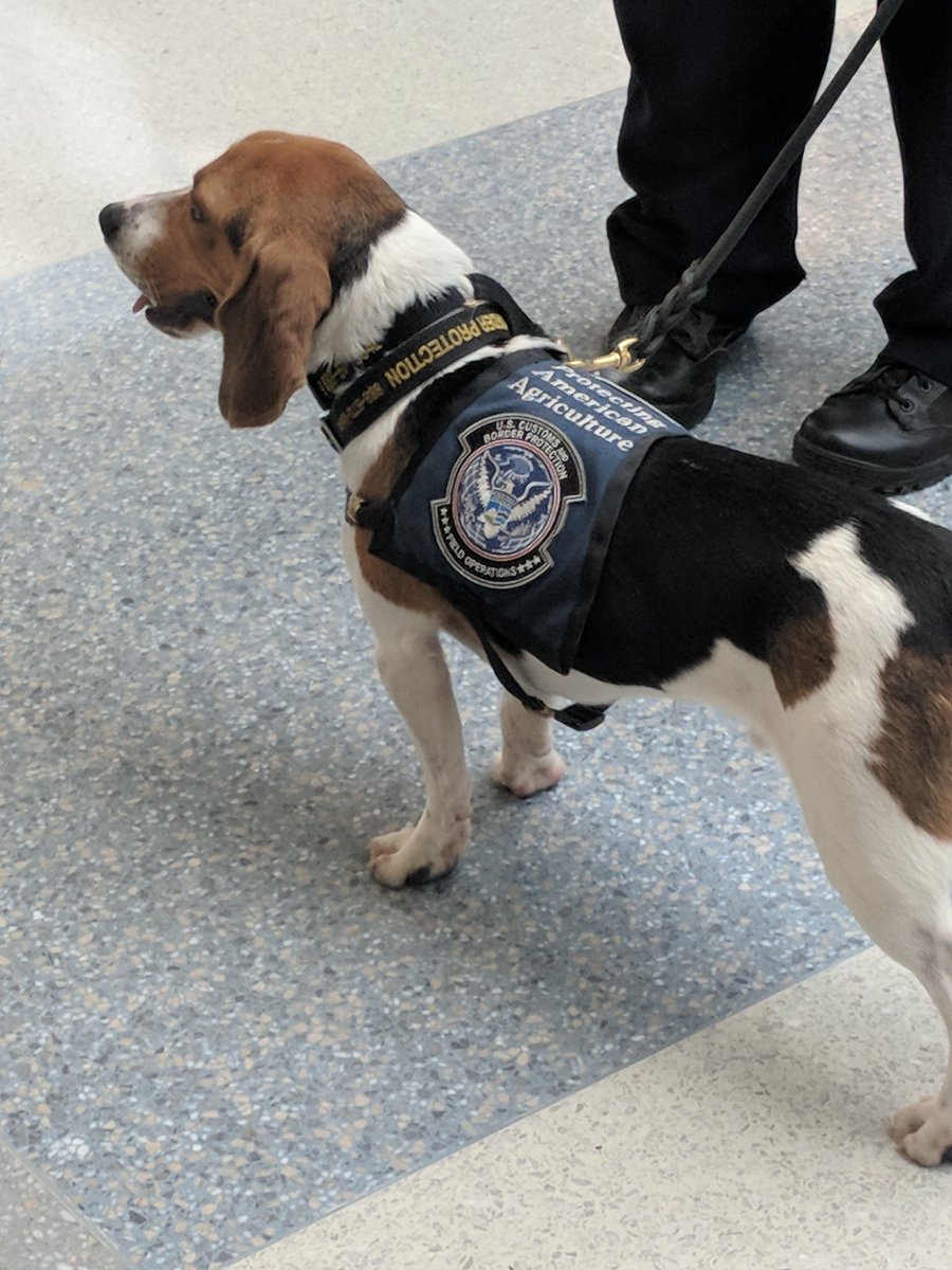 juliafaye's tweet photo. @Yellaphant Here's a story with feels. During a field trip yesterday, I met Beasley. He works at Dulles and loves finding illegal foodstuffs. 12/10. https://t.co/EFLkNK1T0w