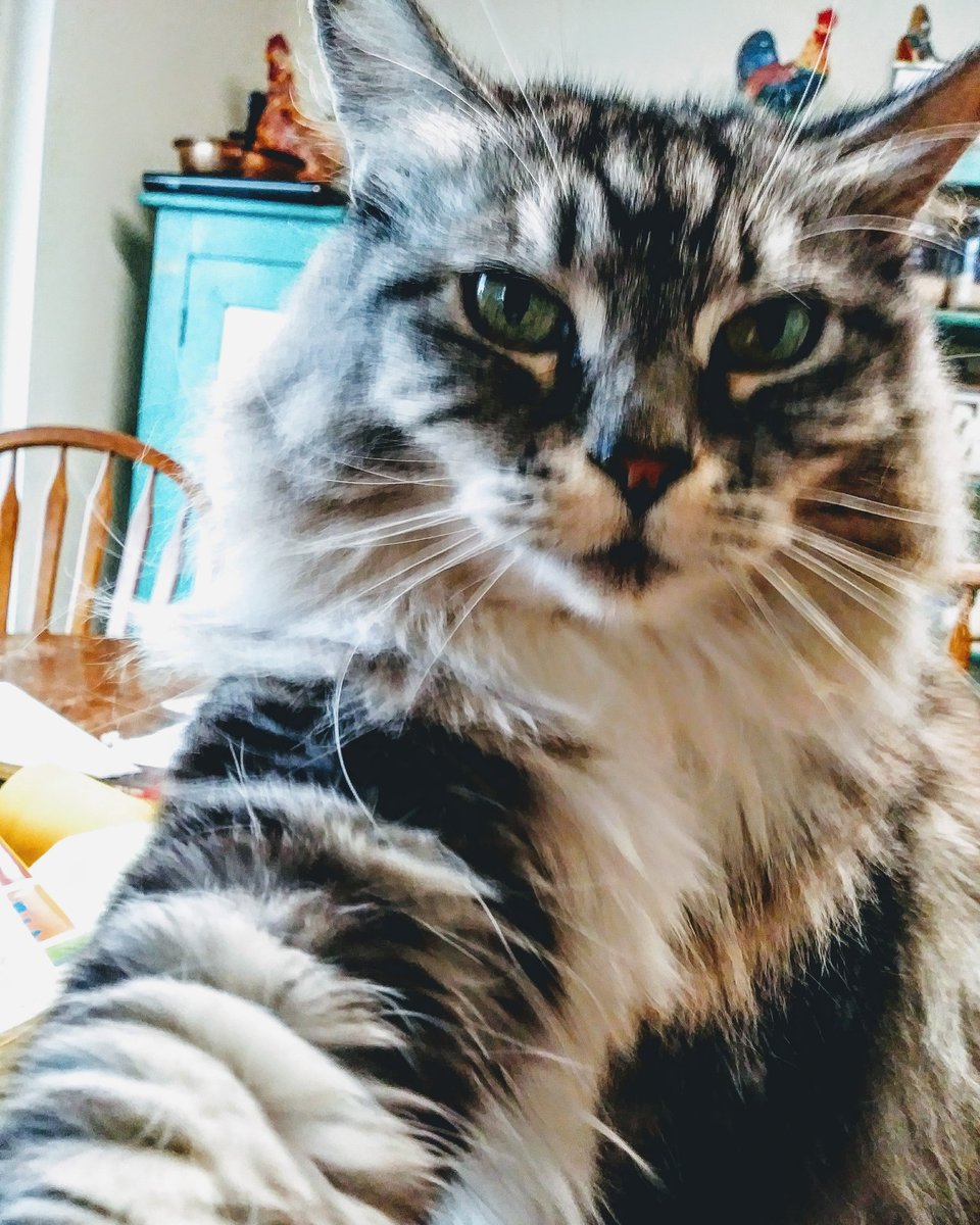 Leunah_Skye's tweet photo. Miss Chloe taking selfies. XD #cat #selfie #mainecoon #chloebear https://t.co/b0gMoKpmDg