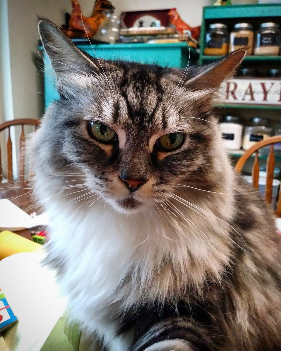 Leunah_Skye's tweet photo. Miss Chloe taking selfies. XD #cat #selfie #mainecoon #chloebear https://t.co/b0gMoKpmDg