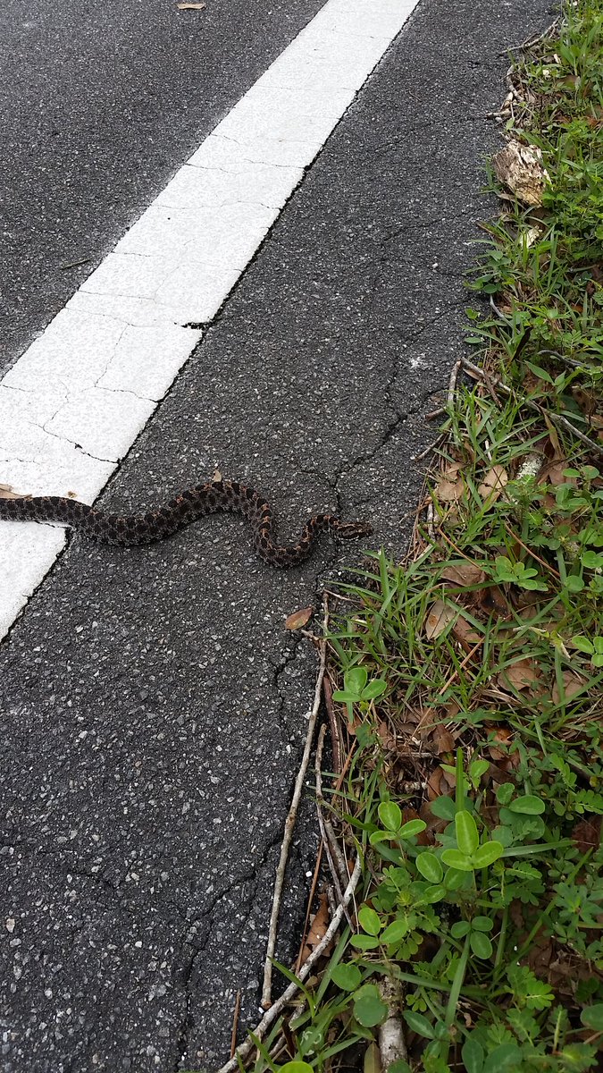 My first pygmy since moving back to Florida. So cute!