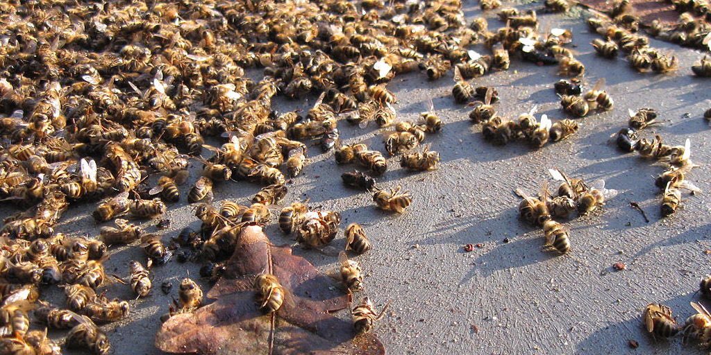 La France devient le 8eme pays de l’UE à autoriser le #sulfoxaflor tueur d’🐝 contre l’avis de l’EFSA dont elle était pourtant co-rapporteur.