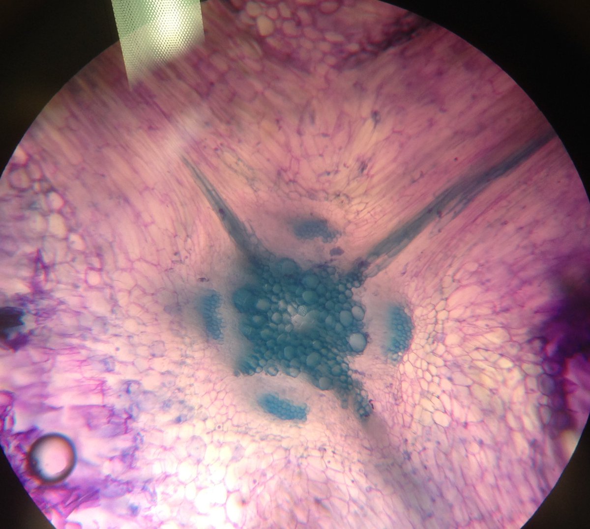 meganbarkerase's tweet photo. Beautiful plant root/stem cross-section microscopy done by @SFU students Sarah and Emily in this week's #BISC101 lab. Keep 'em coming! https://t.co/OQveDHdUnD