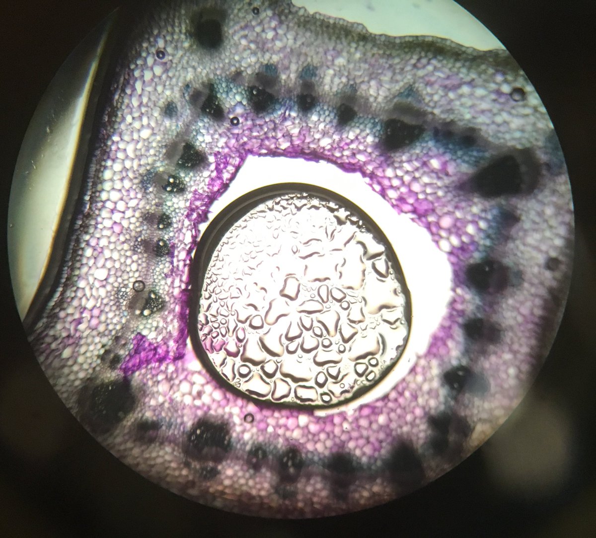 meganbarkerase's tweet photo. Beautiful plant root/stem cross-section microscopy done by @SFU students Sarah and Emily in this week's #BISC101 lab. Keep 'em coming! https://t.co/OQveDHdUnD