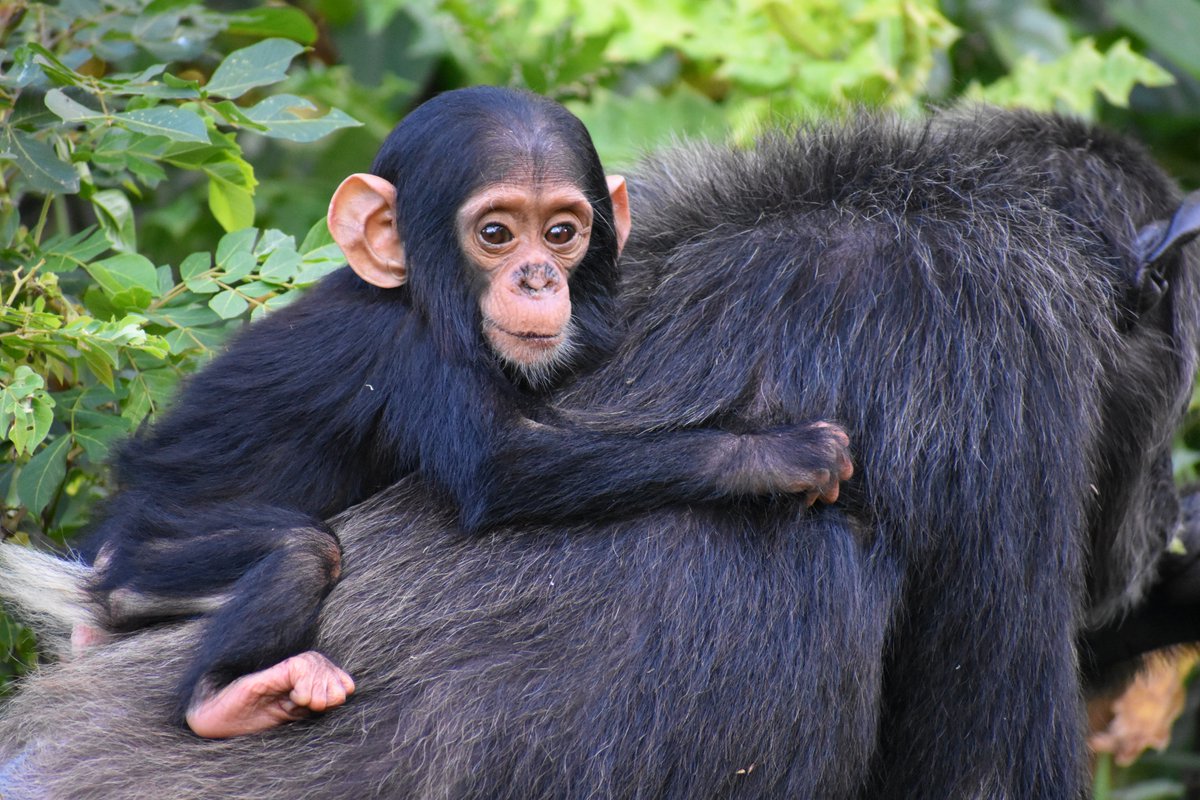 KrisSabbi's tweet photo. I don't often post for #tbt, but when I do, it's almost always an #adorable #chimpfant
#Fieldwork #FieldPlay #disHERtation https://t.co/Syw2jC1Xjq