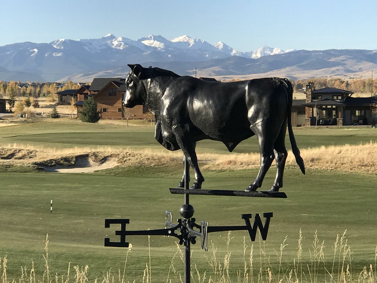 Black Bull at Black Bull (Photo courtesy of Jay Leachman) #blackbull #golf #blackbullgolf #bull #mountains #bigsky #Bozeman #Montana
