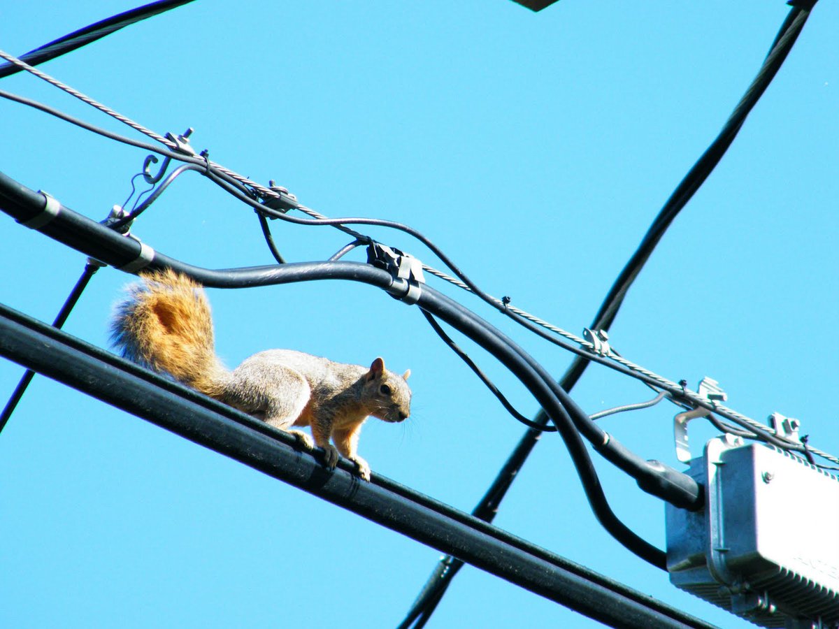 KnoxKUB's tweet photo. October is #squirrelawareness month! Did you know squirrels are among the top causes of power outages across the U.S.? https://t.co/rIWI347GDO