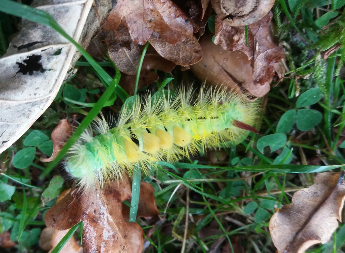 ADSGardens's tweet photo. @SussexWildlife I saw one of those today. #mothursday https://t.co/jkp9v8qCWo