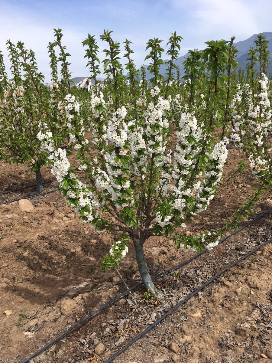 InveranCorp's tweet photo. Trabajando junto a @agricolagarces en cerezos 🍒#bioprotec #biotech https://t.co/b4yAYjX6KZ