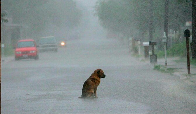 platonchacal's tweet photo. En algún lugar bajo la lluvia, siempre habrá un perro abandonado que me impedirá ser feliz. https://t.co/xMqRW3Y8iy