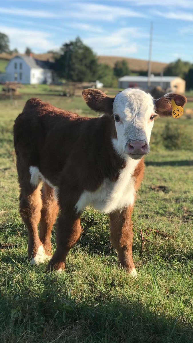 hscherefords's tweet photo. Happy Thursday! 🐮🌾🌞#hereford #cattle https://t.co/dfxqhE1Bvd
