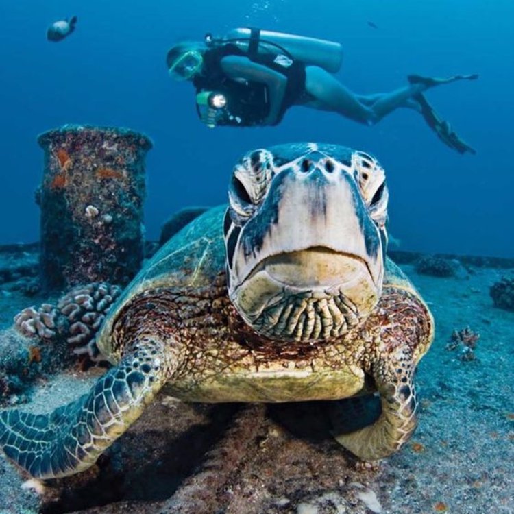 GDCDive's tweet image. May I help you?