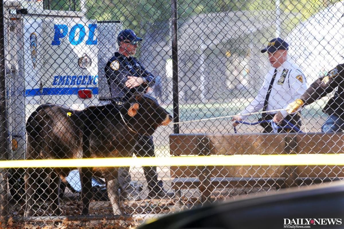 NYDailyNews's tweet photo. Did you root for the Prospect Park bull? It's time for you to reconsider that burger order https://t.co/12QaJlqsSx via @JessLReid https://t.co/DMDzMFp7Vj