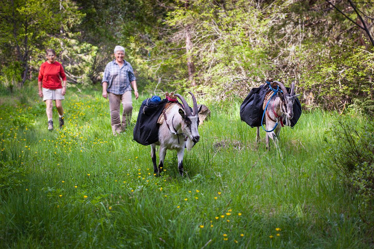 Suzanne &amp; Lanita out for a #hike with the #goats

#willowwittranch #packgoats #hiking #exploregon #naturelovers #sustainableliving