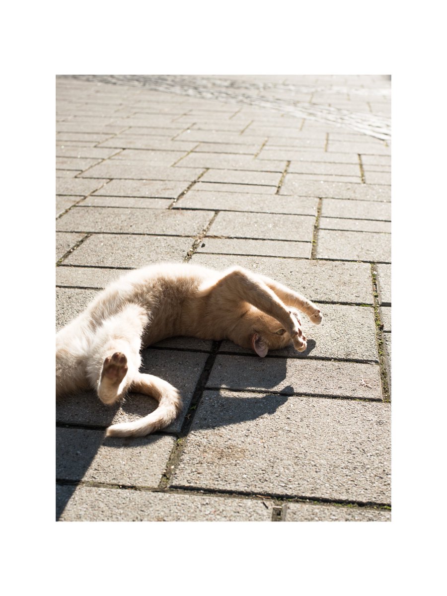 SarahBaeumler's tweet photo. Barneyโs trying to soak up the last little bit of the warm sun on the driveway. It wonโt be here for long! #goodbyewarmdays https://t.co/bPHxhiPim5
