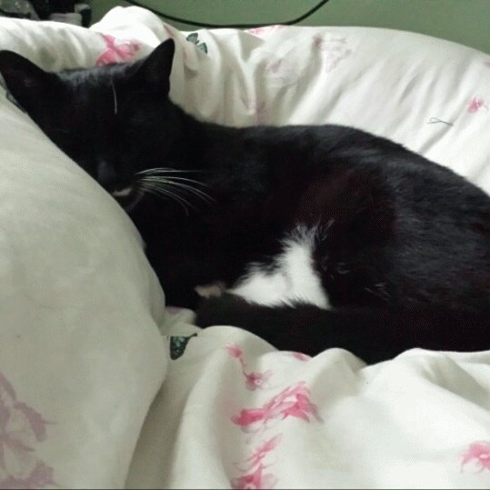 georgiapin1's tweet photo. @blacklab115 my male black and white cat chad has been missing since 05 :30hrs.this morning from Moston Manchester area M9 he is chipped RT https://t.co/VyNDdPKSiQ