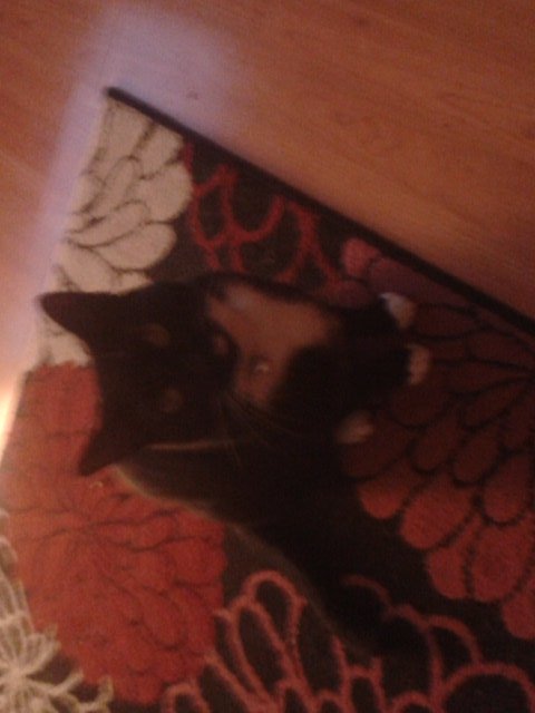 georgiapin1's tweet photo. @blacklab115 my male black and white cat chad has been missing since 05 :30hrs.this morning from Moston Manchester area M9 he is chipped RT https://t.co/VyNDdPKSiQ