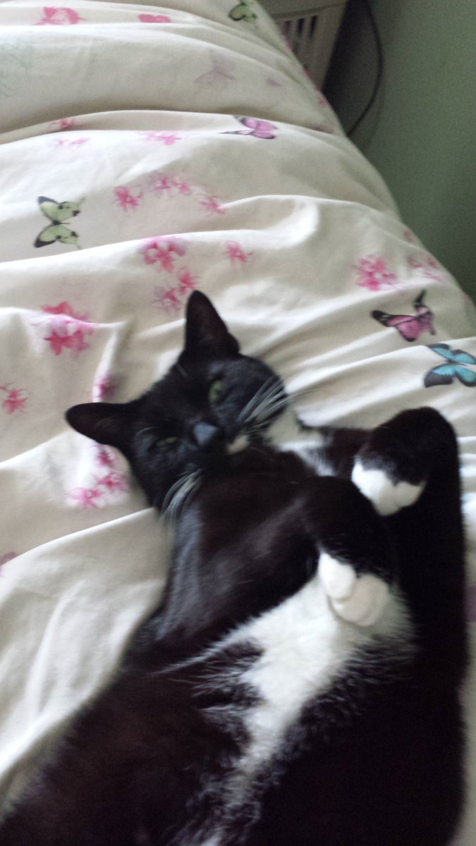 georgiapin1's tweet photo. @blacklab115 my male black and white cat chad has been missing since 05 :30hrs.this morning from Moston Manchester area M9 he is chipped RT https://t.co/VyNDdPKSiQ