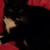 georgiapin1's tweet photo. @blacklab115 my male black and white cat chad has been missing since 05 :30hrs.this morning from Moston Manchester area M9 he is chipped RT https://t.co/VyNDdPKSiQ
