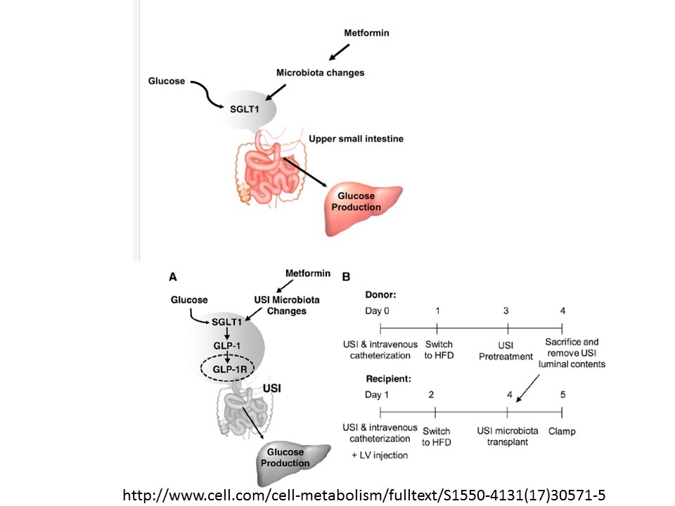glp 1 history of pancreatitis Ozempic and Pancreatitis: Can Semaglutide Cause Pancreatitis?