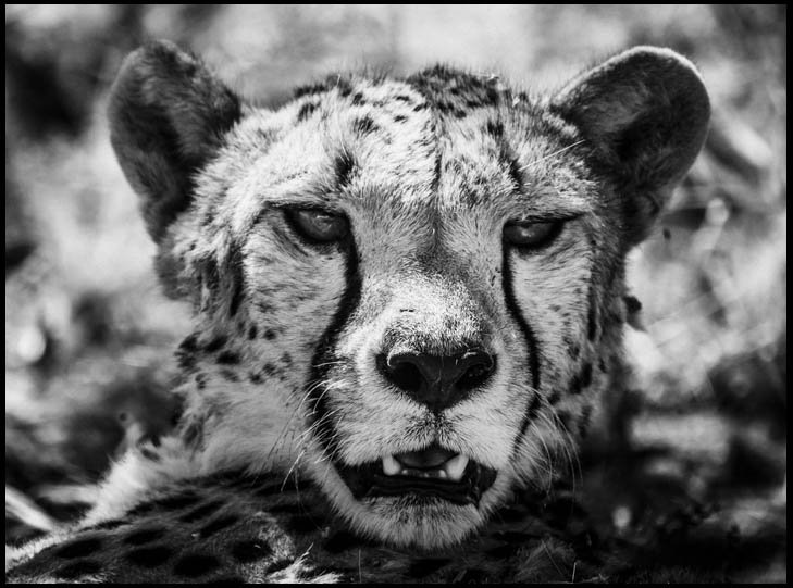 laurentbaheux's tweet photo. De l'instinct à l'émotion, Retrouvons-nous le 9 nov. au @SalonPhotoParis : conférence sur stand Sony  https://t.co/TjFYXzjuX0 #SonyAlpha https://t.co/mhteyZjHY4