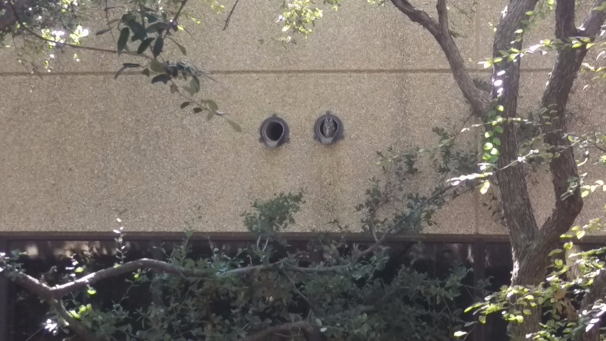 Spotted in the Prayer and Reflection Courtyard today.  Even owls know it's good to be a Cardinal!
