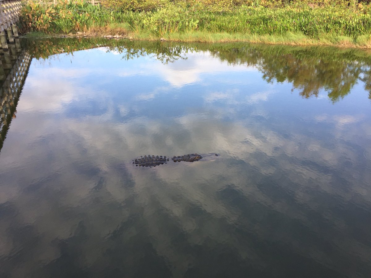 divakatana's tweet photo. Scenes from my morning stroll. I had never been able to get to S. Florida during the school year. #Retirement #MuchNeededR&R https://t.co/7QpwcvBhU3