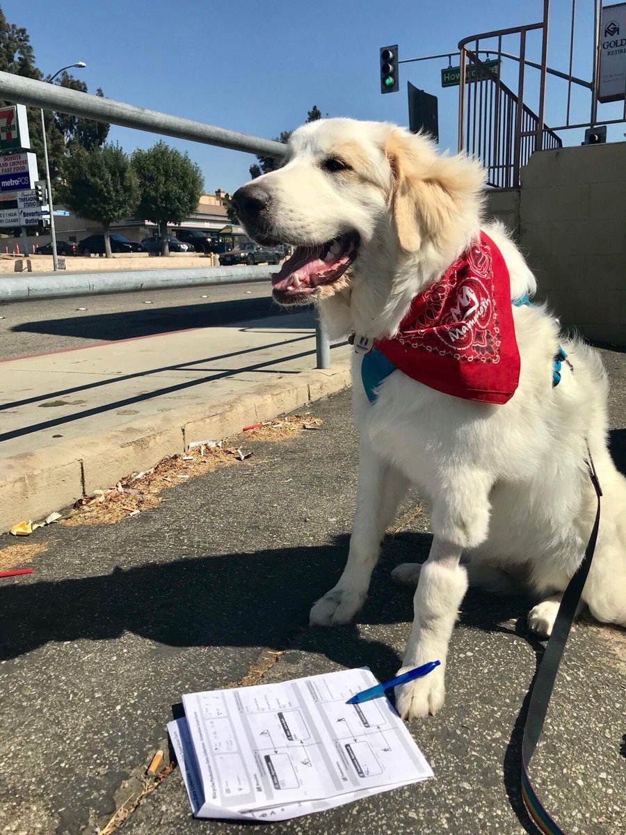 ActiveSGV's tweet photo. It's true, we take volunteers of all shapes and sizes! Franklin enjoying an #ActiveSGV ped/bike count.๐ https://t.co/BNapvWMe48 #SGVcounts https://t.co/YGFUoXlpMI