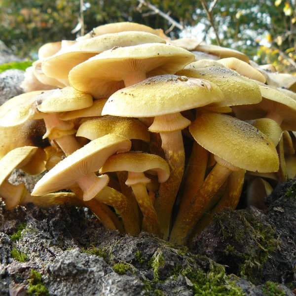 Lemonkitten_D's tweet photo. Nine months into taking pics at local park. October is fungi time! #designinspirations #feelingwell #wellbeing #awalkinthepark #photography https://t.co/GnAJDYvAmW